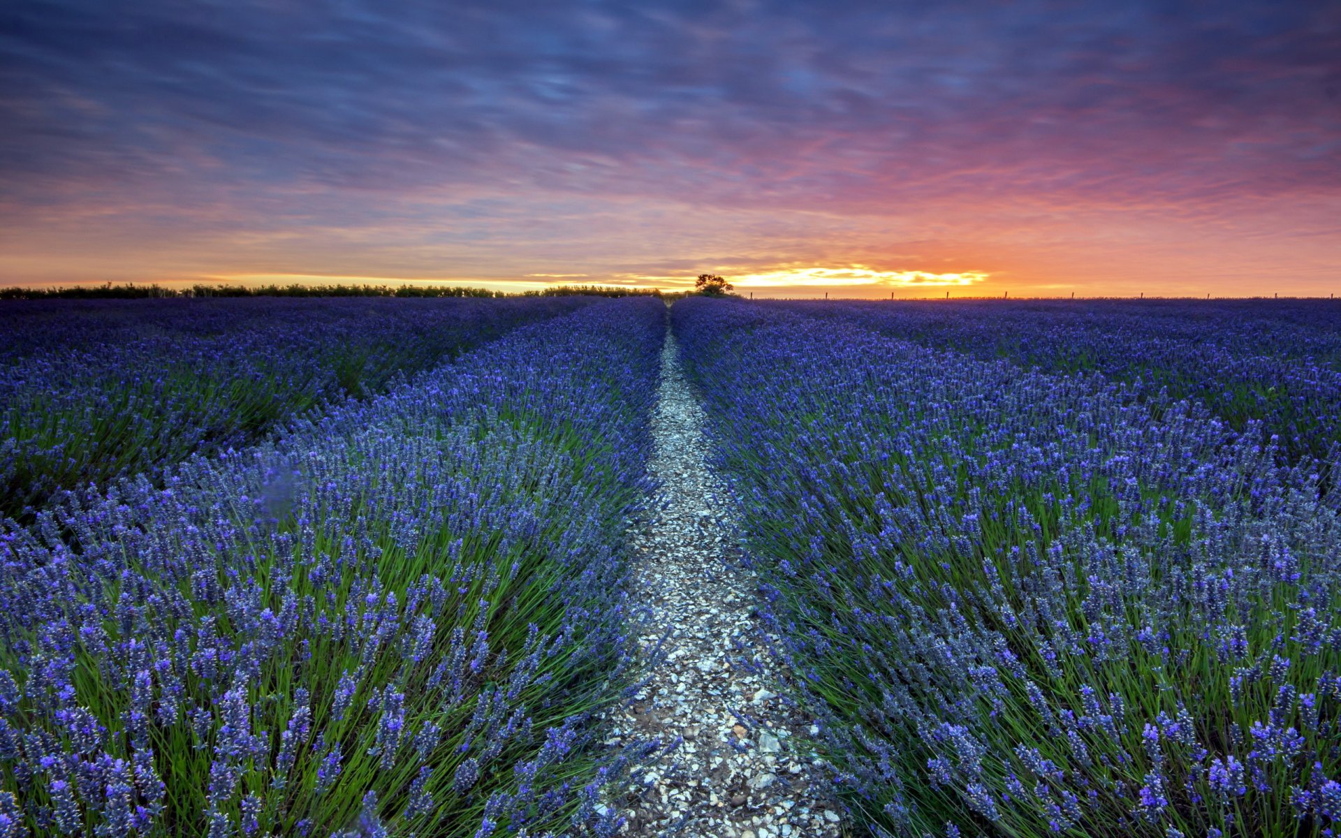 campo lavanda puesta de sol paisaje