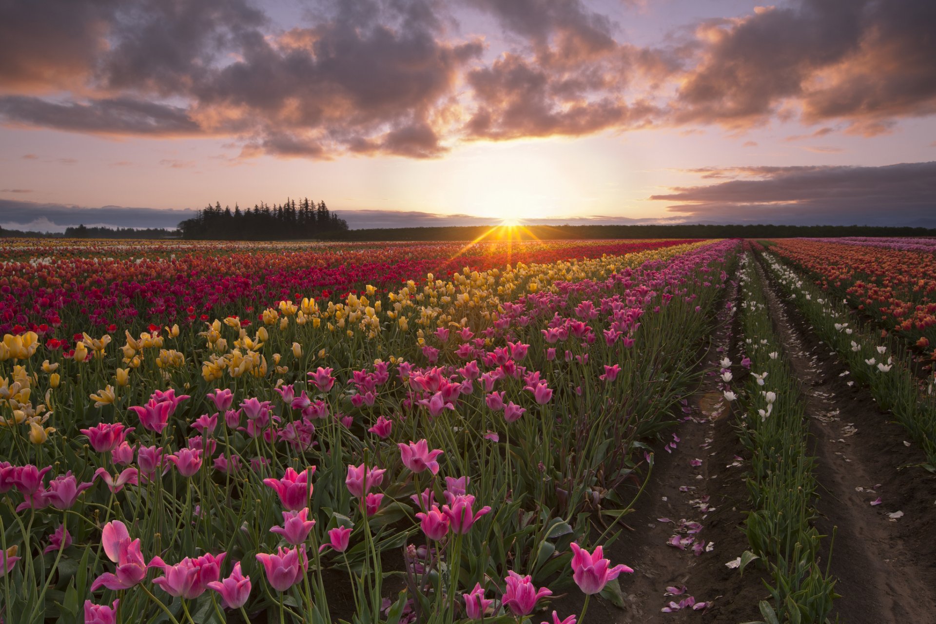 verano campo tulipanes sol rayos mañana amanecer