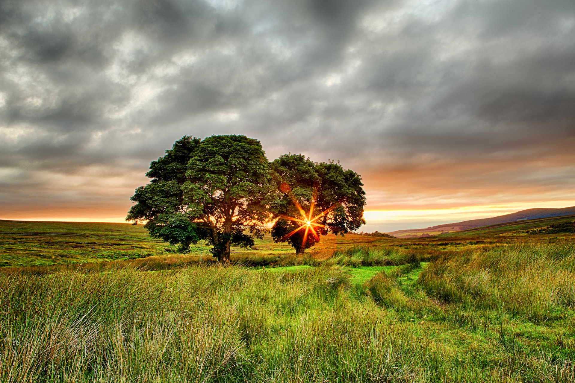 irland sommer feld bäume zwei sonne strahlen sonnenuntergang