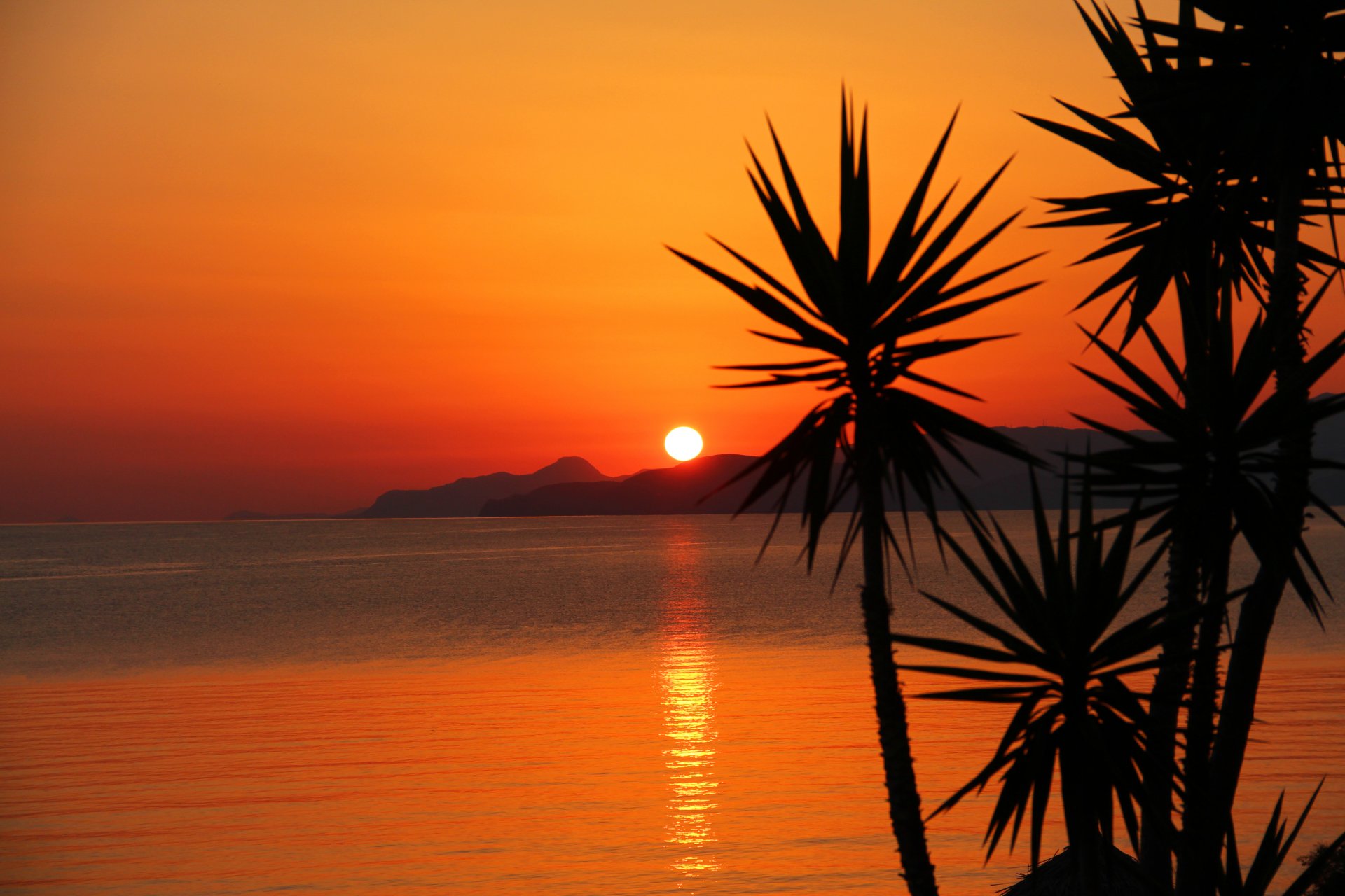 palmiers montagnes mer coucher de soleil