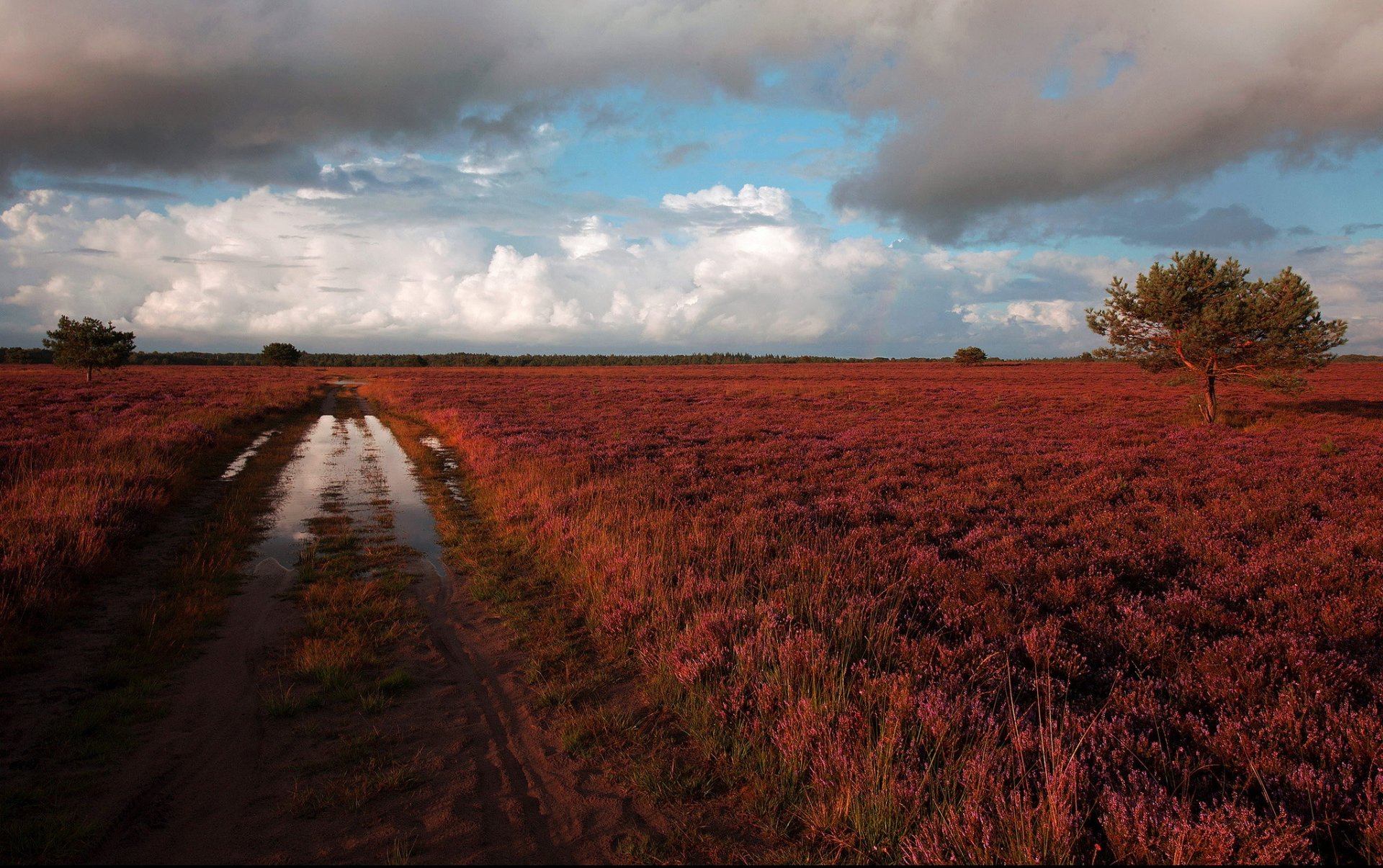 heath heather road a pool after the rain