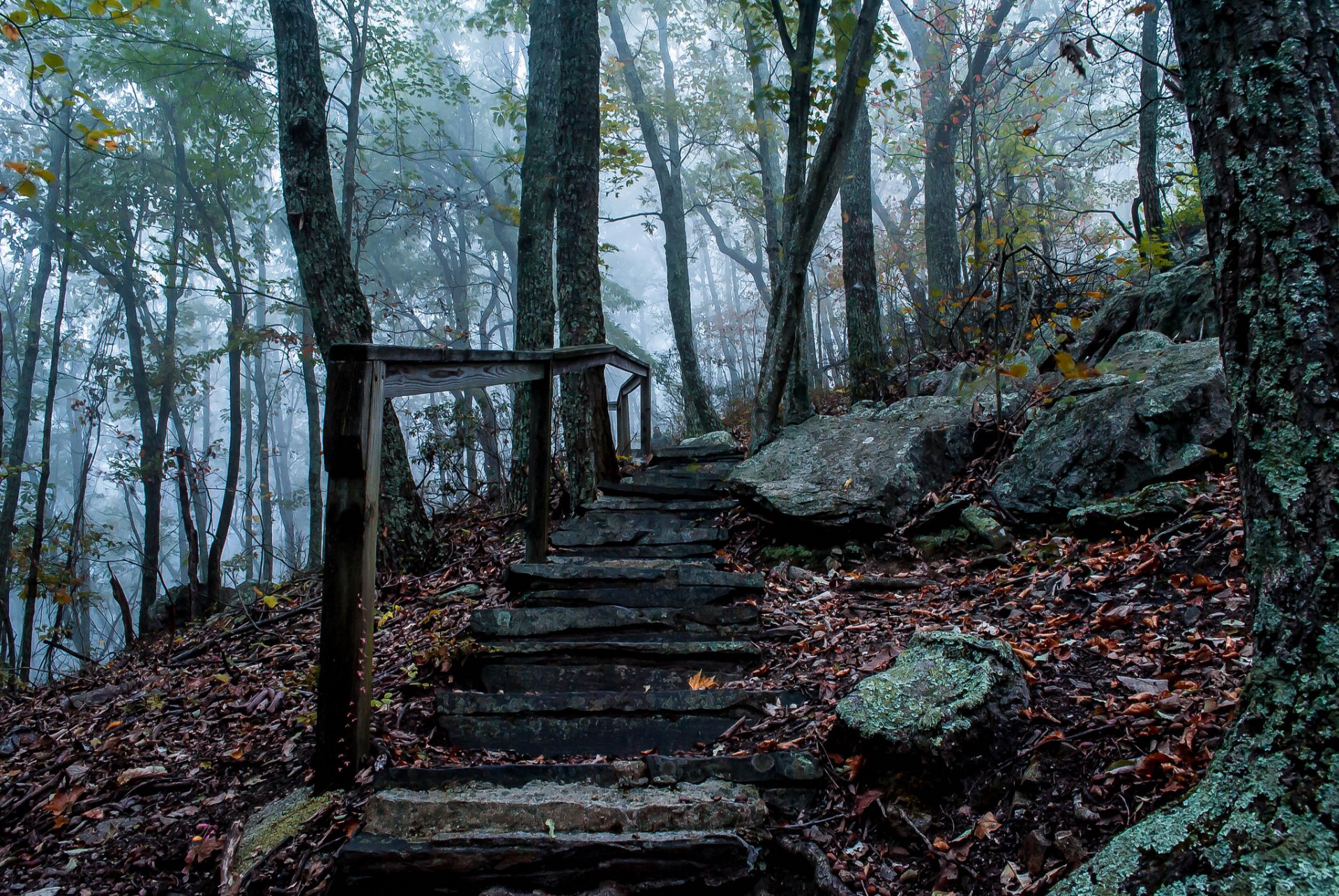 forêt automne brouillard pierres escalier