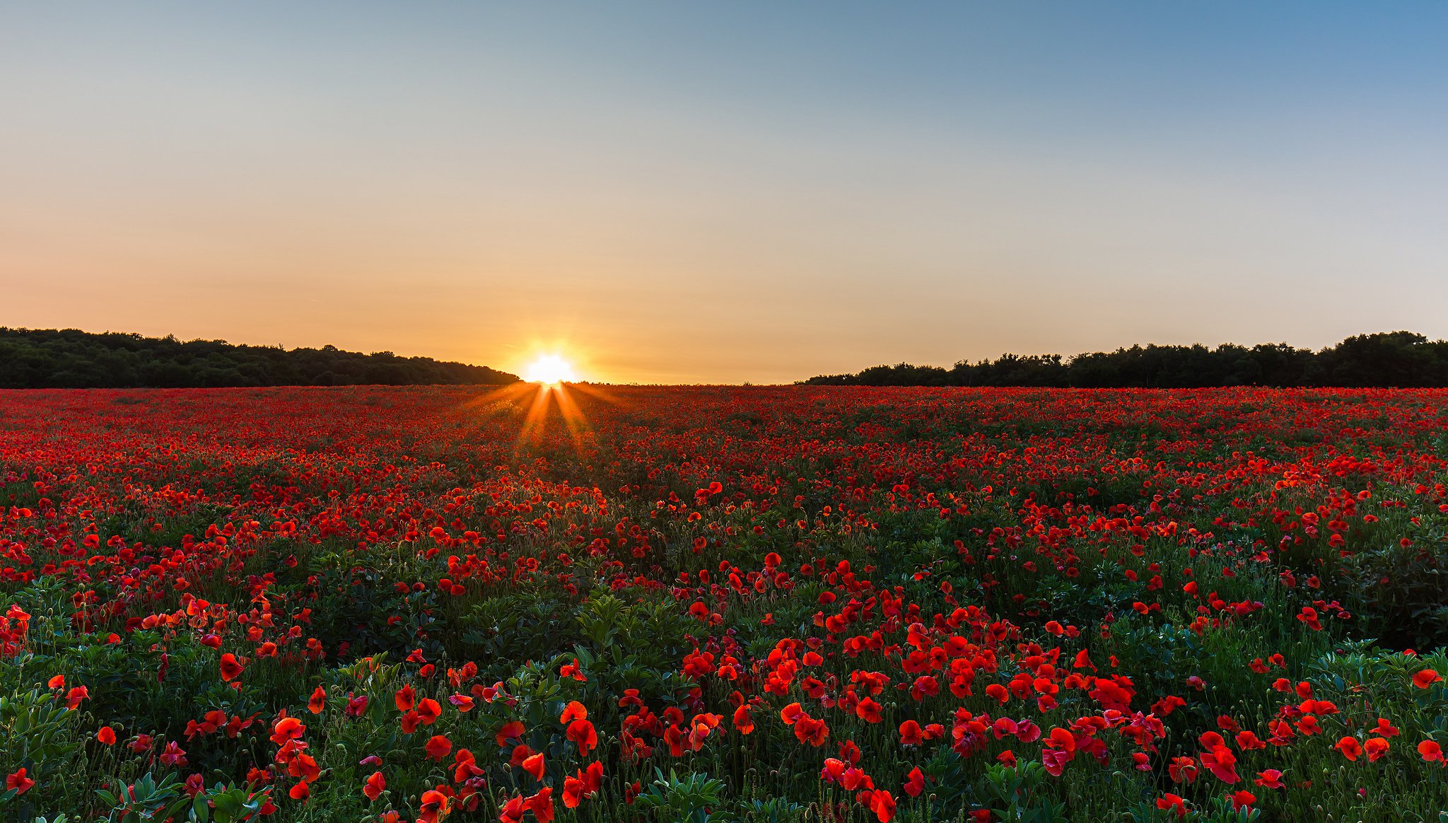 champ coquelicots lever du soleil