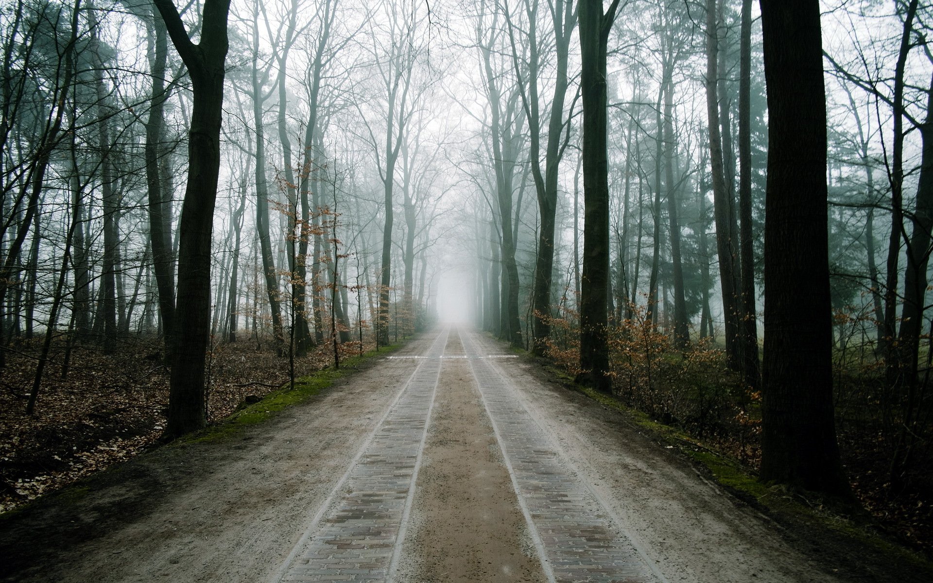 forêt route brouillard paysage