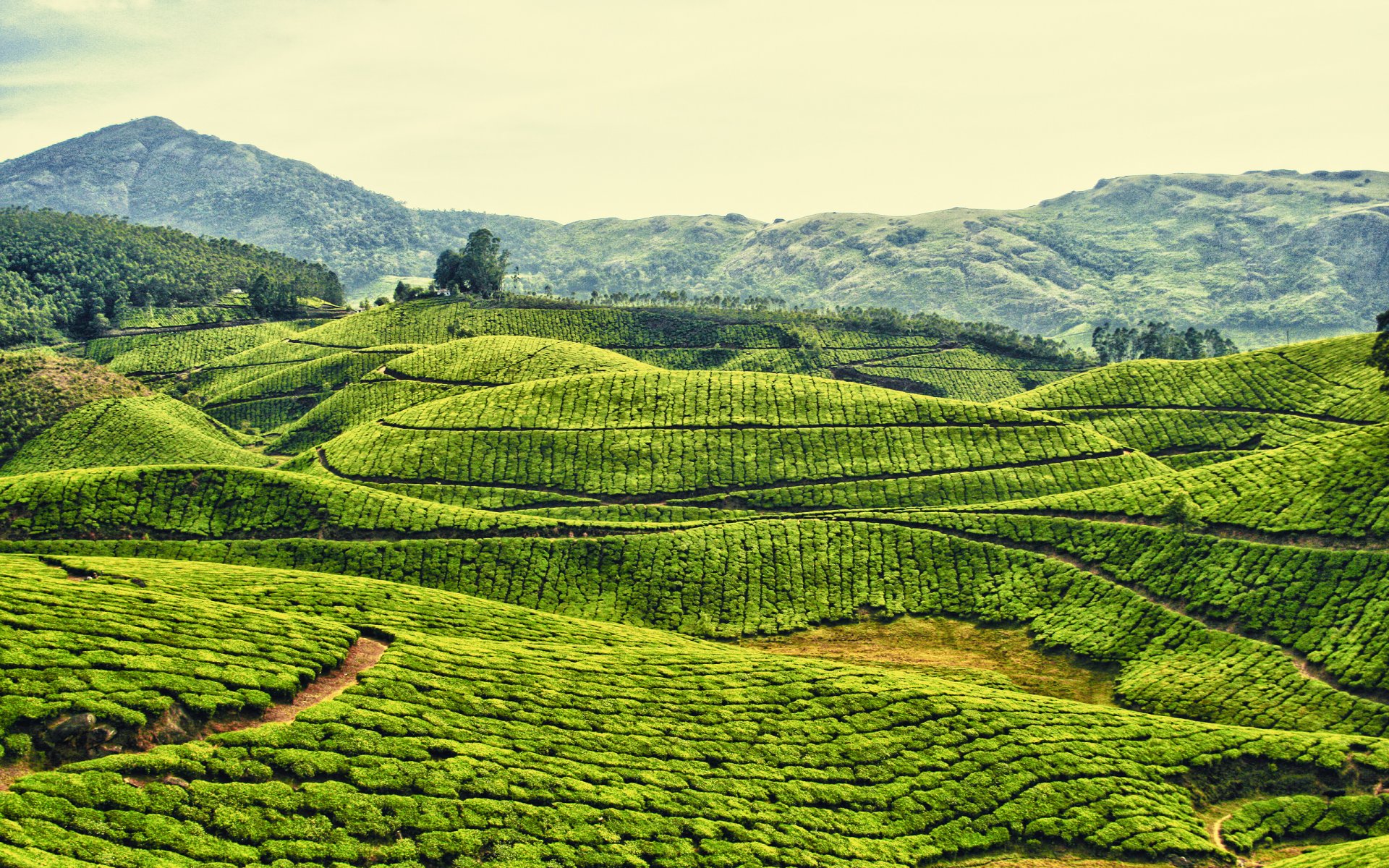 the field tea plantation mountain hills sky