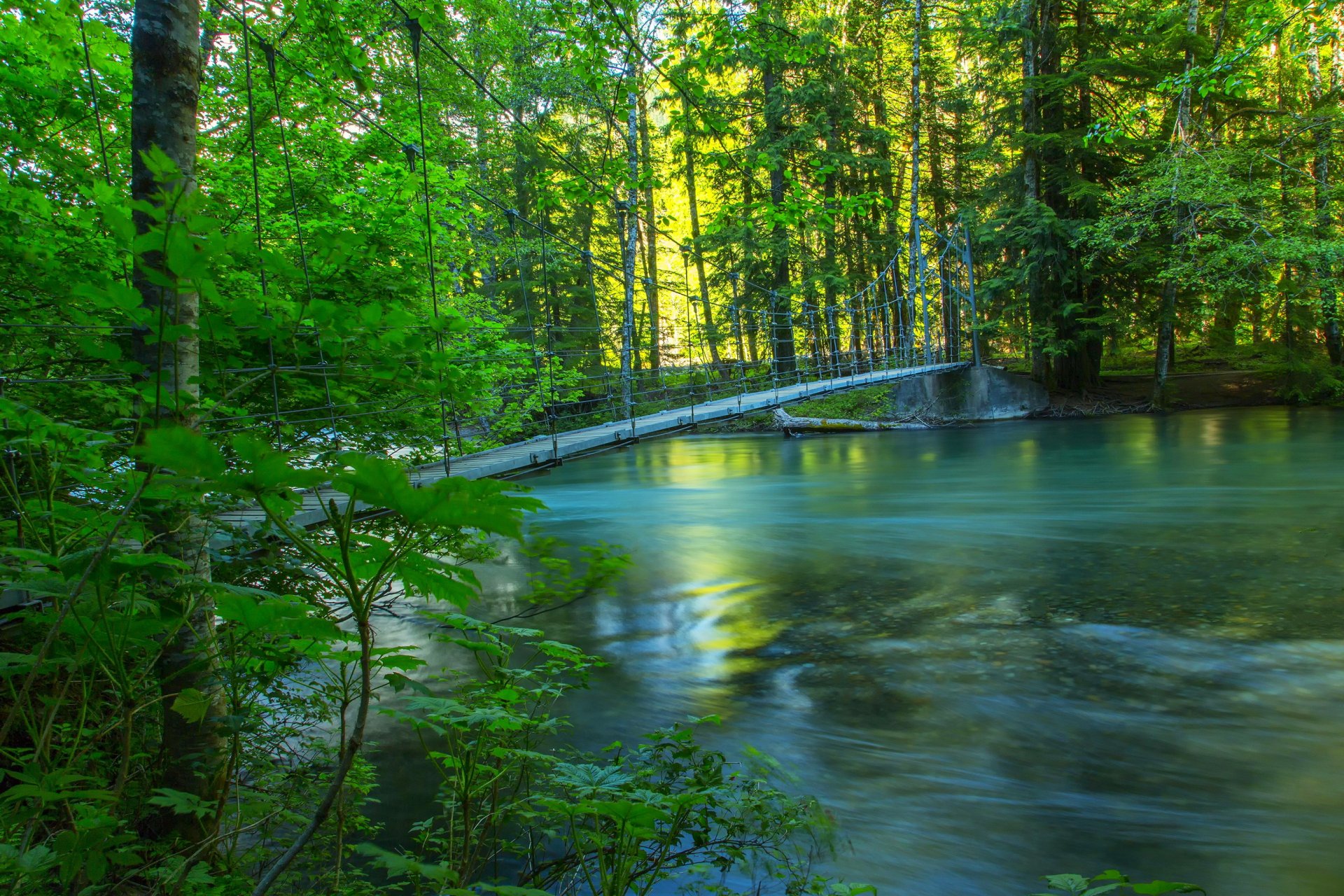 river forest bridge summer nature photo