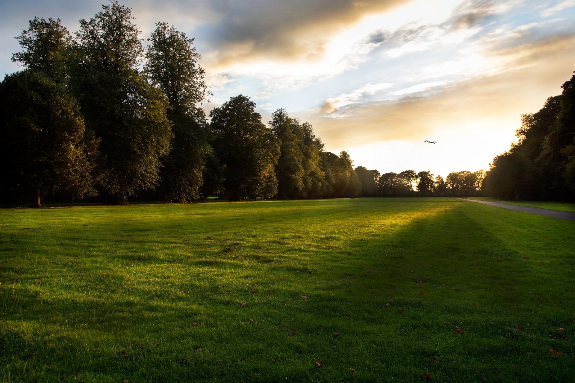 rasen gras abend sonnenuntergang ende des tages sonne strahlen licht blätter bäume pflanzen fußweg gehweg vögel firmament wolken