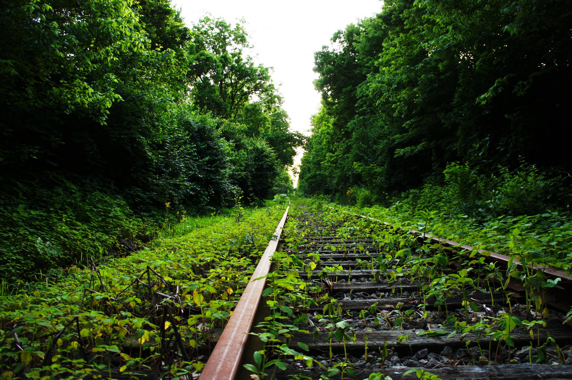 été forêt chemin