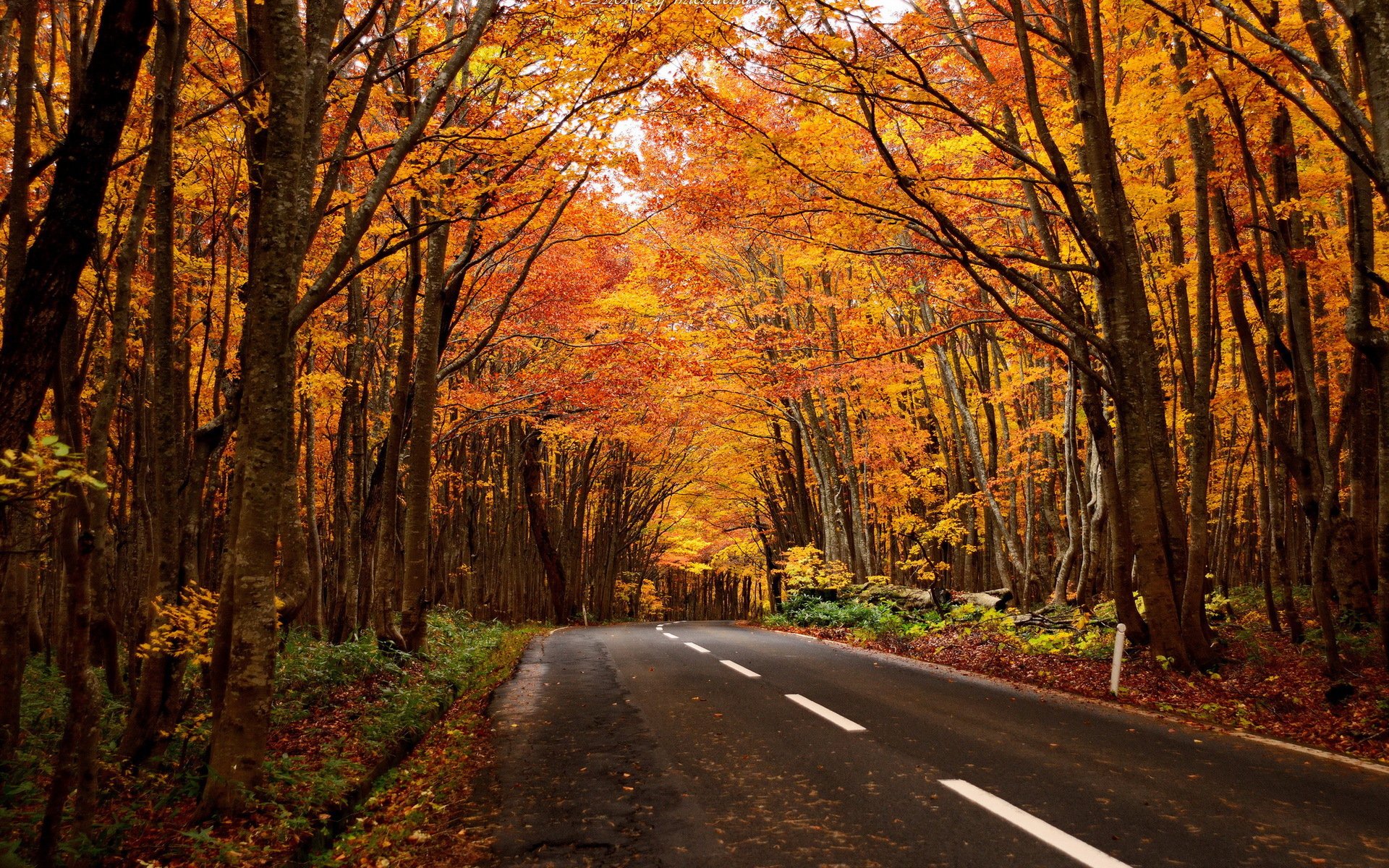 straße wald landschaft