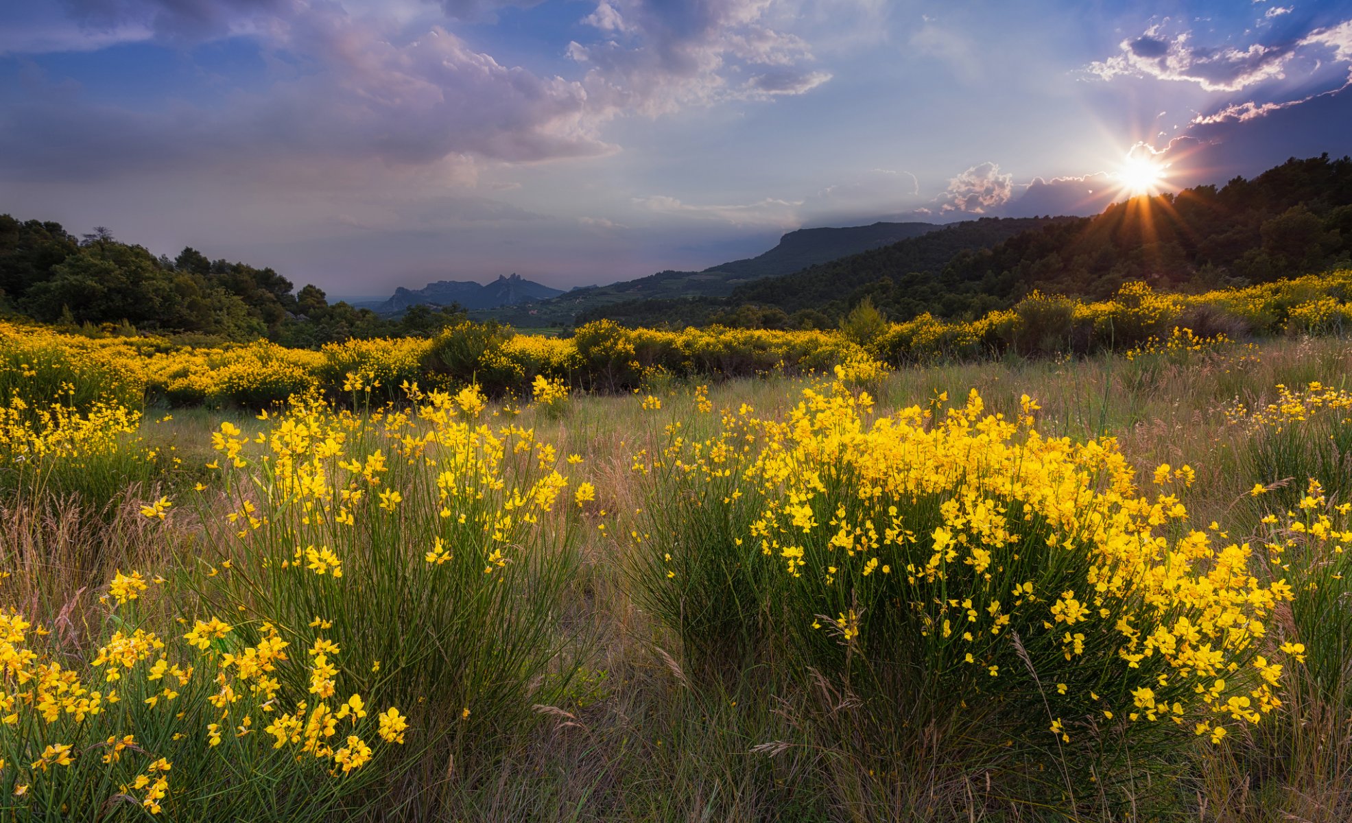 landscape nature field flower yellow grass sun sunset mountain tree cloud