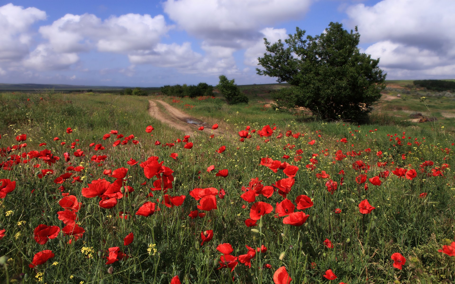 blumen mohn himmel taman