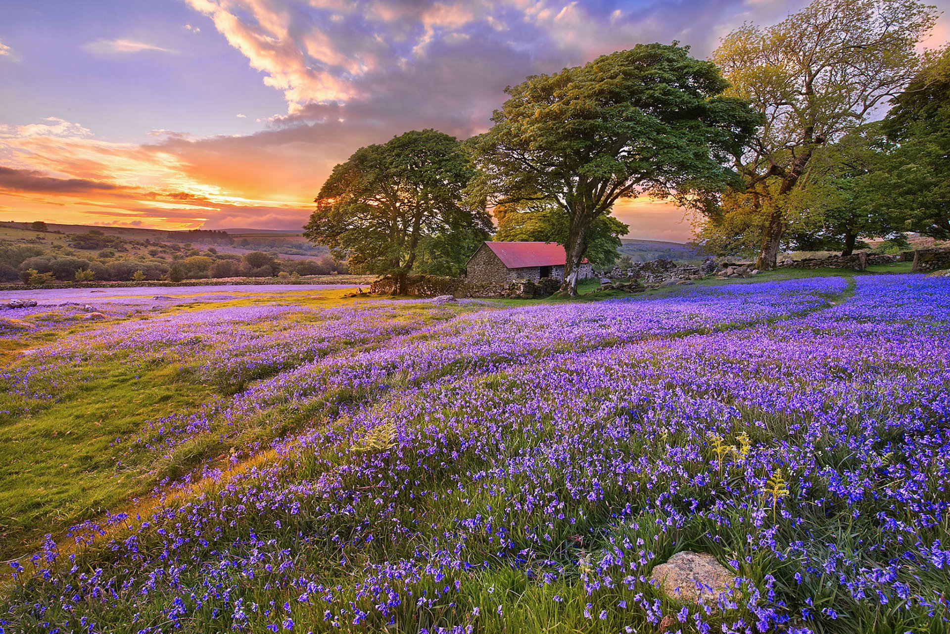 claro campanas flores verano árboles estructura camino puesta de sol nubes naturaleza