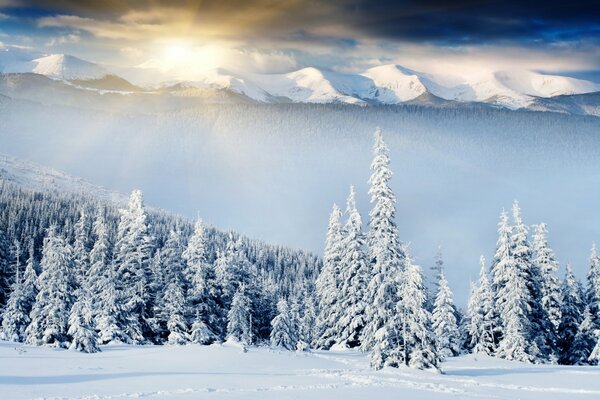 Frostige Morgendämmerung über einem Winterschneewald