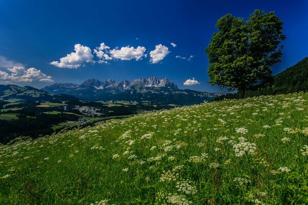 Alpes montagnes Prairie fleurs