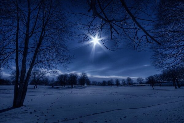 Beautiful winter night , silhouette of trees