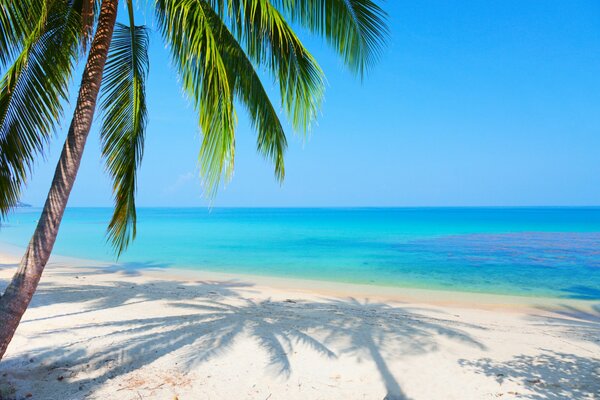 Plage tropicale et l ombre d un palmier sur le sable