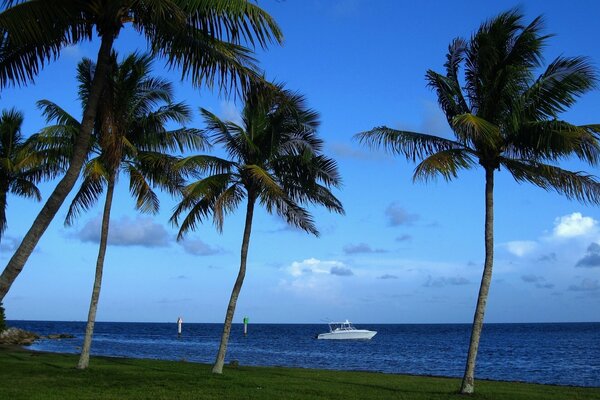 Tall palm trees grow on the Atlantic Ocean coast