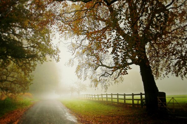 The road with autumn fog