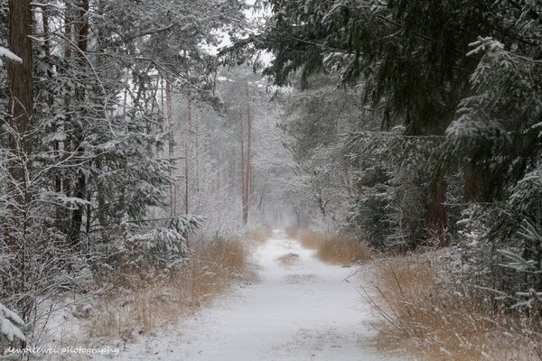 Winterwald Straße im Schnee