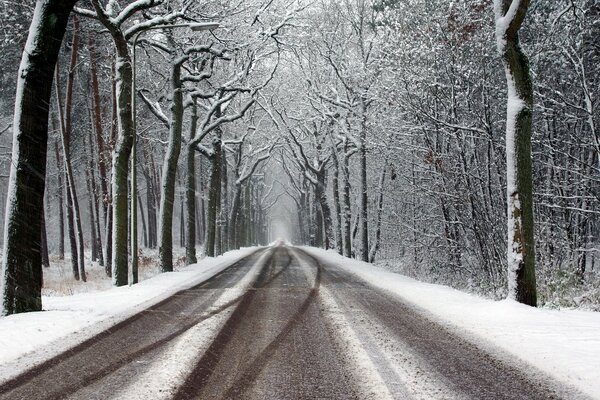 Winterstraße zwischen Bäumen im Wald