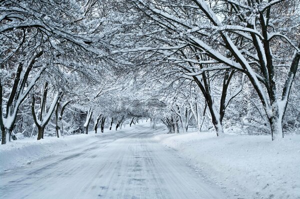 A snow-covered road with trees in the snow