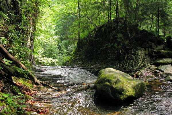 Desktop wallpapers forest river