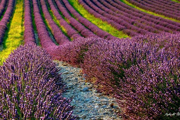 Campi di lavanda in piena fioritura