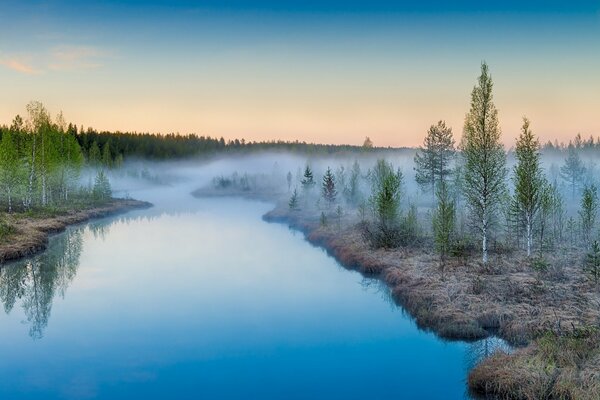 Paysage de brouillard dans le bosquet de bouleaux