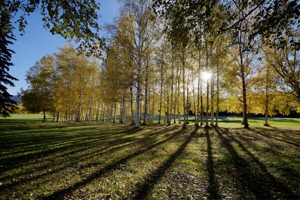 Claro verde en el bosque de otoño