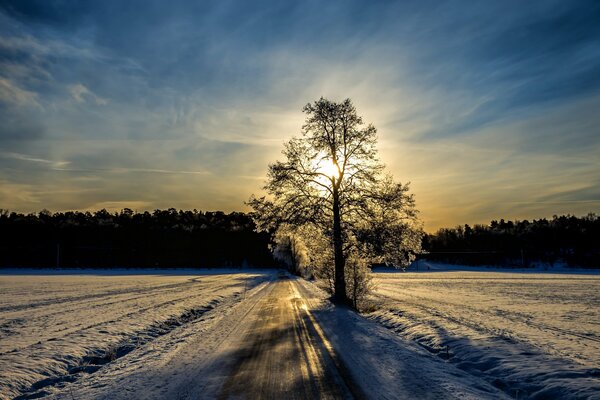 Mañana helada. Árbol en el camino en un campo de nieve