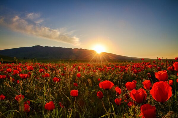 Tramonto sul campo di papaveri. Montagne all orizzonte