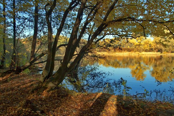 A tree on the riverbank in early autumn