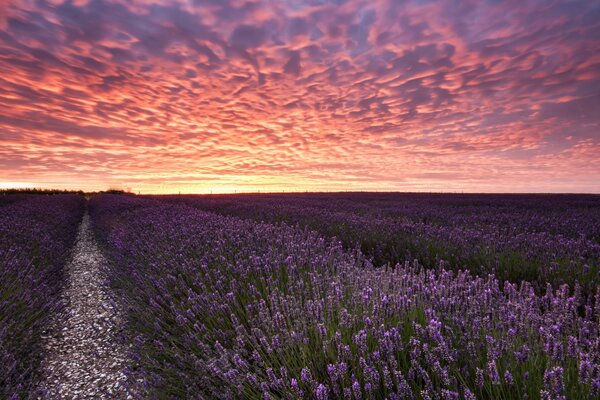 Lavender field at sunset