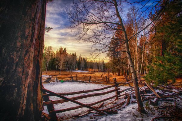 Winterabend im Wald am Zaun