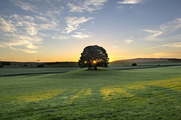 Einsamer Baum auf einer Wiese bei Sonnenaufgang