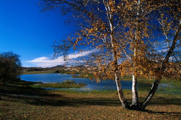 Three birches and a blue river