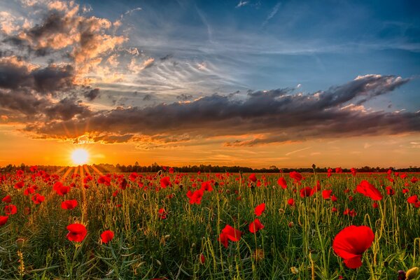 Campo di papaveri al tramonto