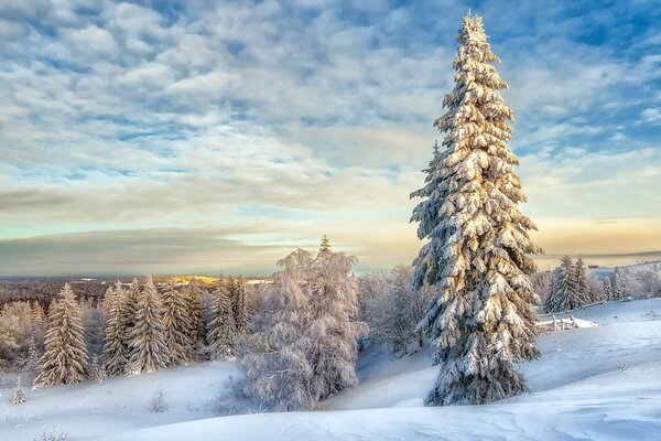 Winter landscape of snow-covered fir trees