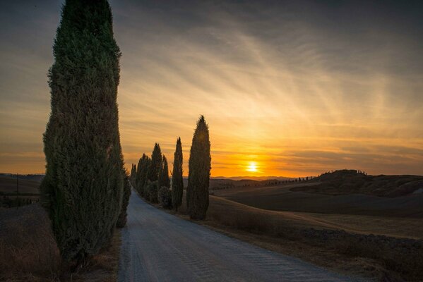 Italian cypresses at evening sunset