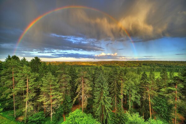 Bosque con árboles en las nubes. Arco iris en el cielo en las nubes