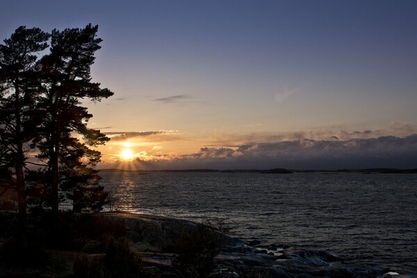 Sunset. Seascape with pine trees