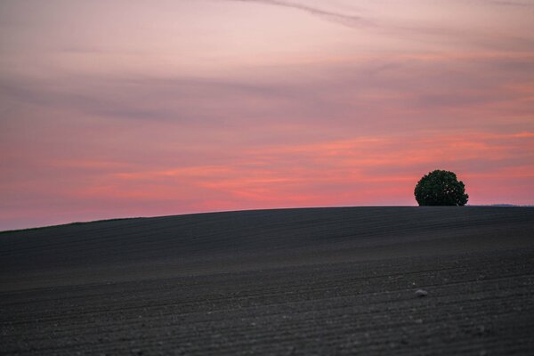 Einsamer Baum auf einem Hügel bei Sonnenuntergang