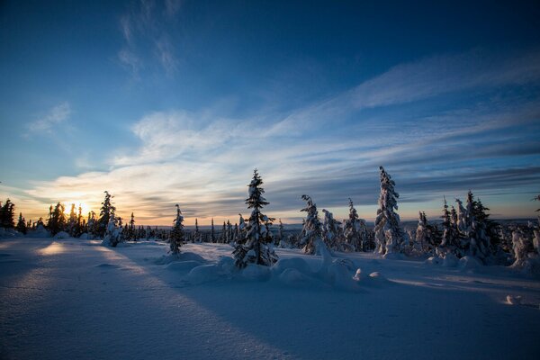 Beautiful fir trees in the snow in winter