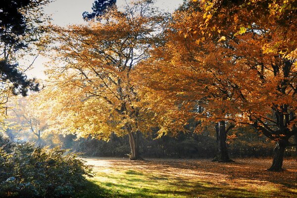 Park Herbst gelbe Blätter