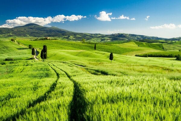 Hermoso campo verde en la Toscana