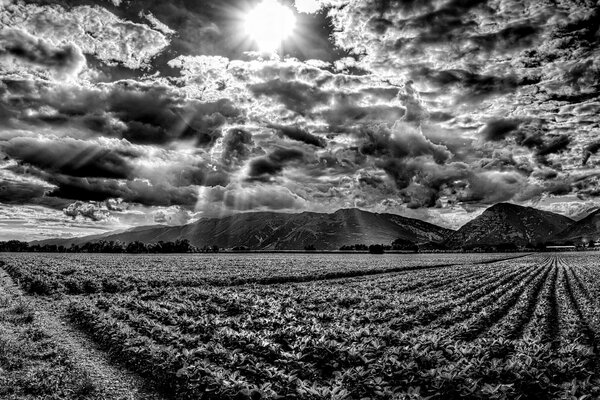 Sun rays through cumulus clouds