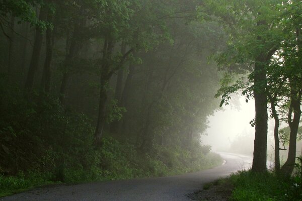 Brume matinale dans la forêt