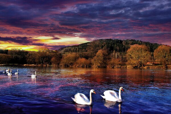 Schwäne am Fluss im Sonnenuntergang