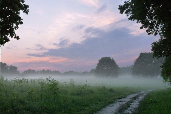 A road in the forest going into the fog