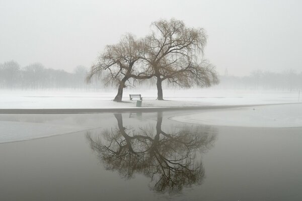 Paysage de brouillard de parc d hiver